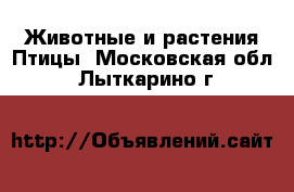 Животные и растения Птицы. Московская обл.,Лыткарино г.